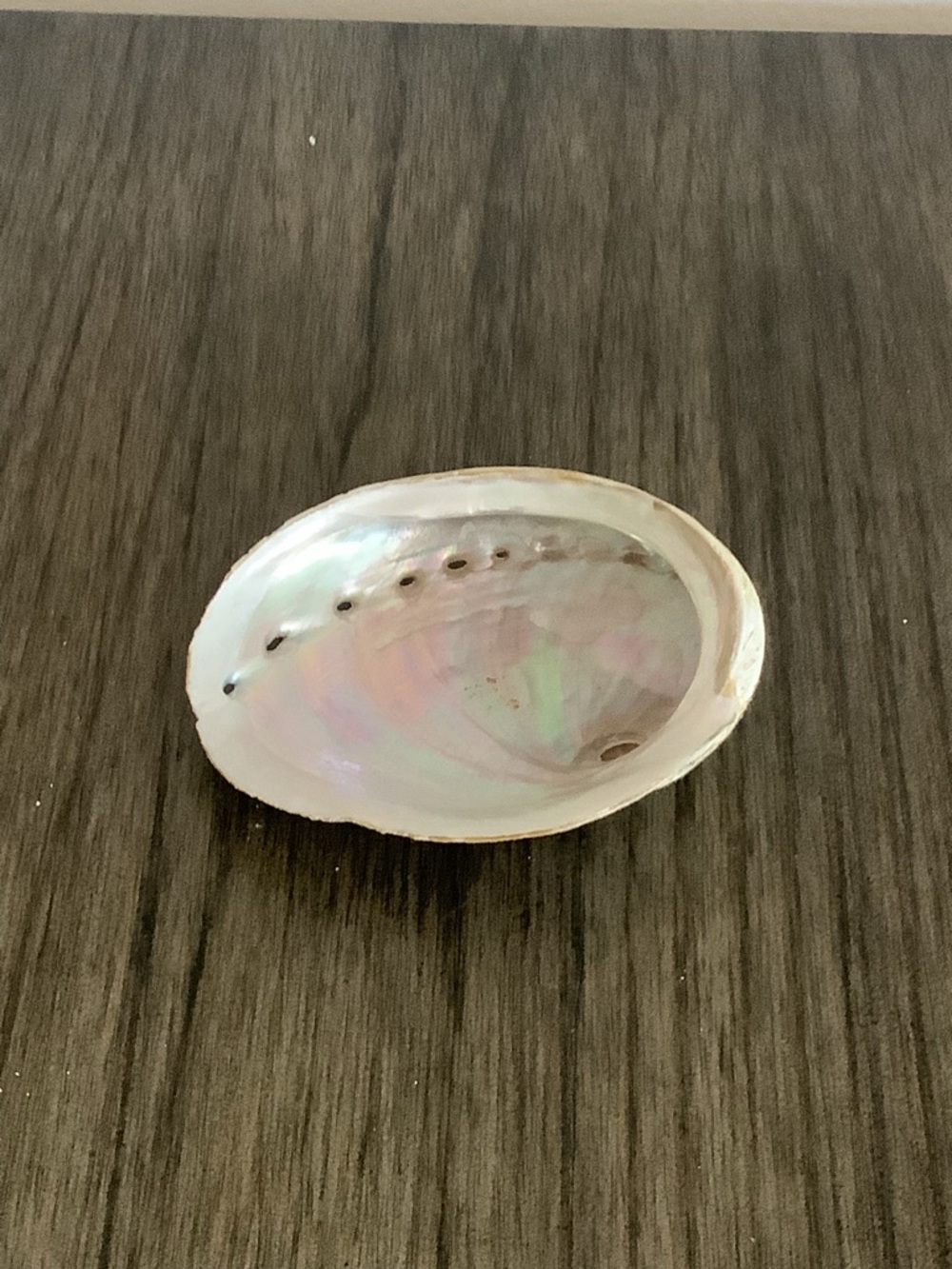 Abalone Haliotis Rufescens Shell 4.5" Long - Picture 8 of 13